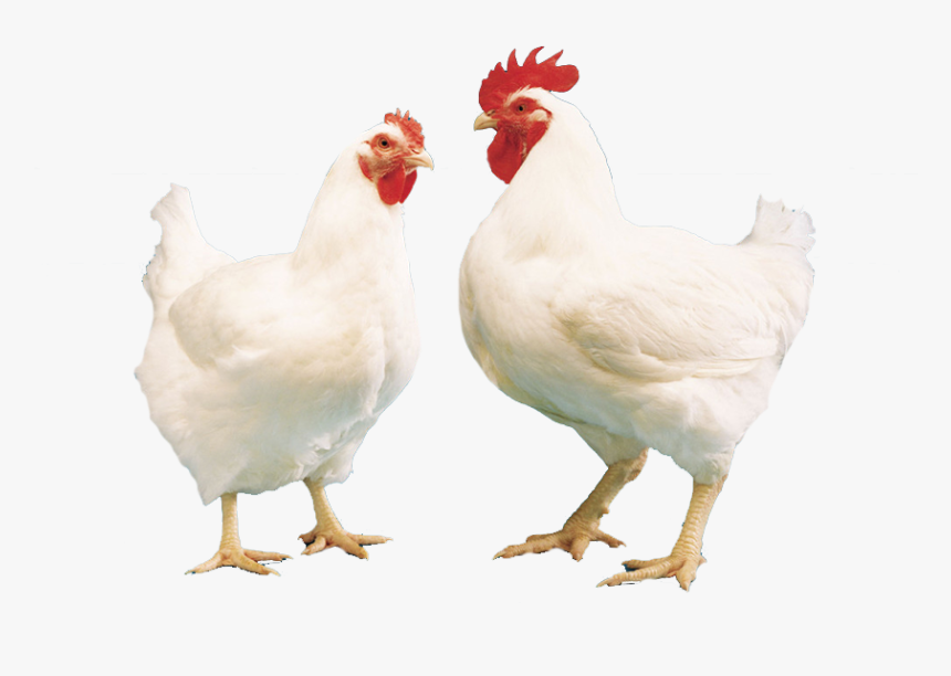 Live Broiler Chicken Png Similar with broiler chicken 