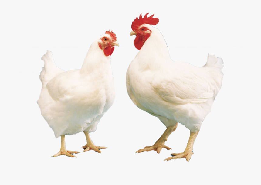 Buy Broiler Online Broiler For Sale Buy Broiler Poultry - ব্রয়লার মুরগী, HD Png Download, Free Download