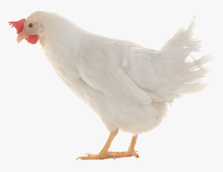 Thumb Image - Chicken, HD Png Download, Free Download