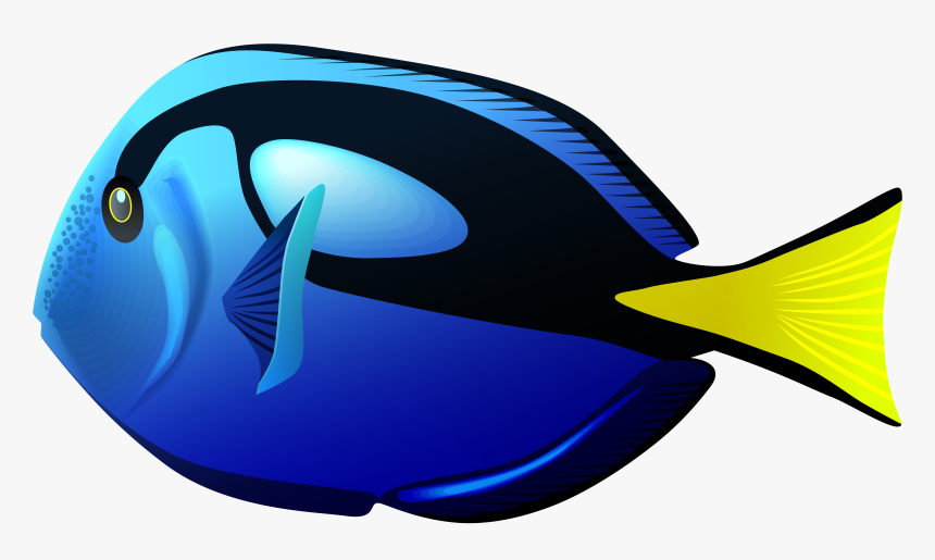 Blue Tang Fish Png, Transparent Png, Free Download