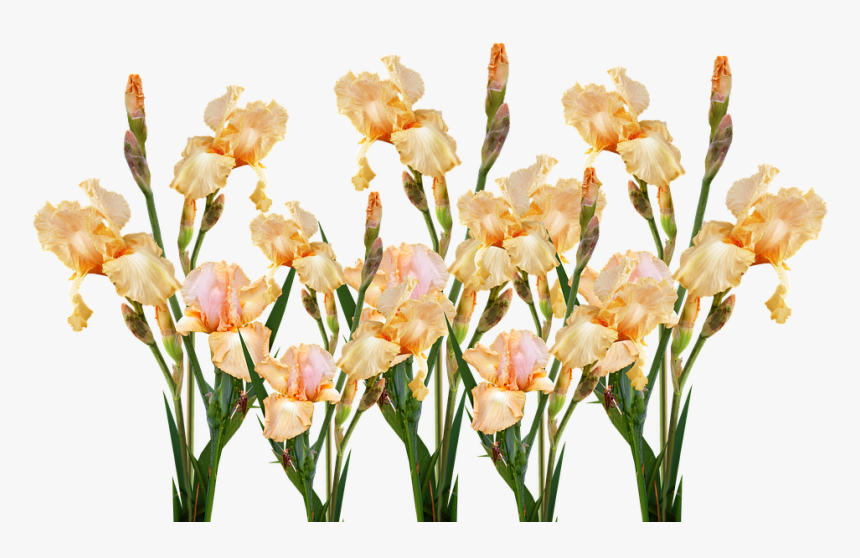 Flower, Flora, Floral, Nature, Bouquet - Iris, HD Png Download, Free Download