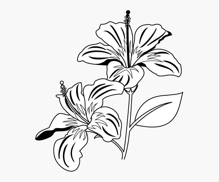 Gumamela Flower Clipart Black And White - Flowers Clipart Black And White Png, Transparent Png, Free Download