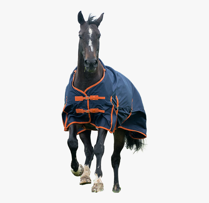 Stallion, HD Png Download, Free Download