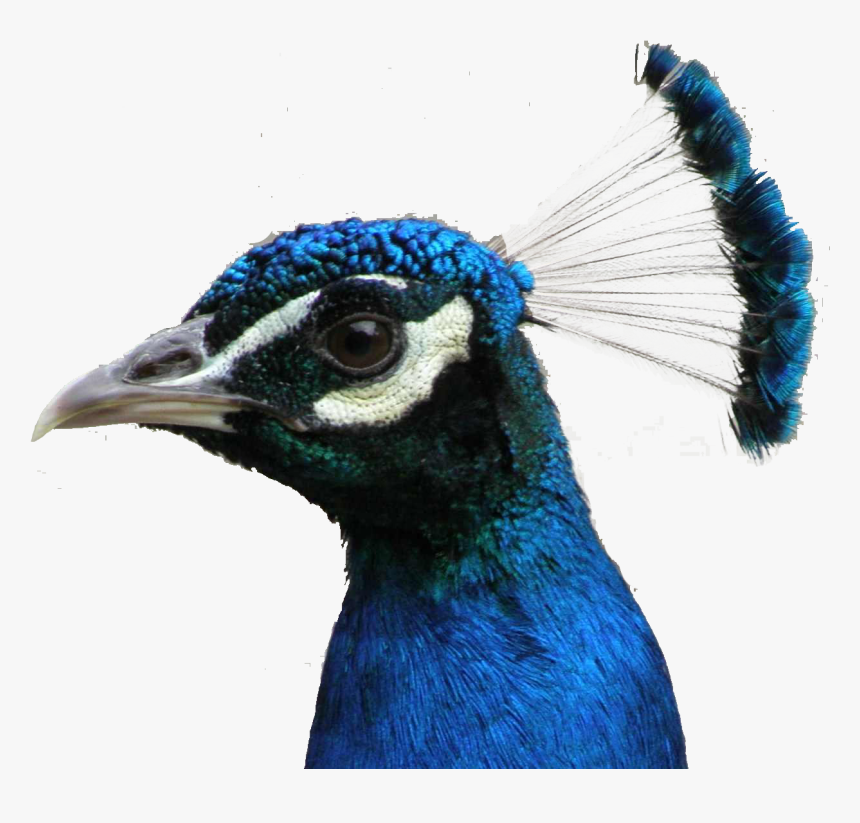All Birds Wiki - Made Up Birds, HD Png Download, Free Download