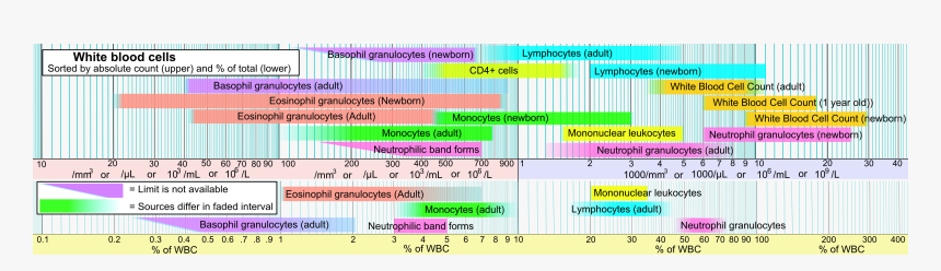 Shift To The Right Leukocyte, HD Png Download, Free Download