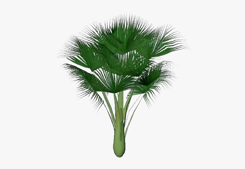 Sea Coconut - Sabal Minor, HD Png Download, Free Download