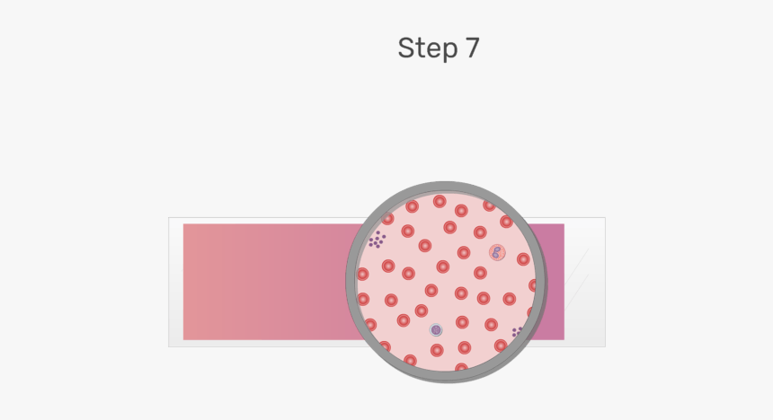 Blood Smear Png - Blood Cell Microscope Contents Png, Transparent Png, Free Download