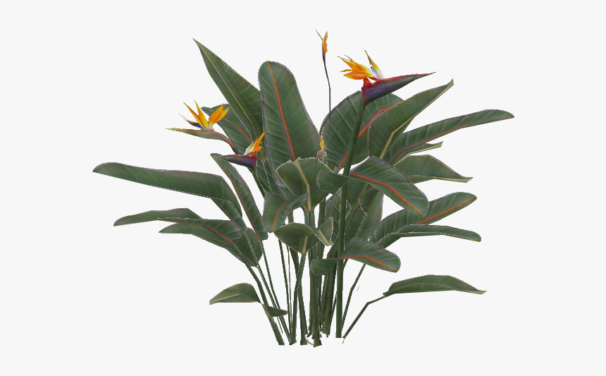Thumb Image - Bird Of Paradise Plant Png, Transparent Png, Free Download