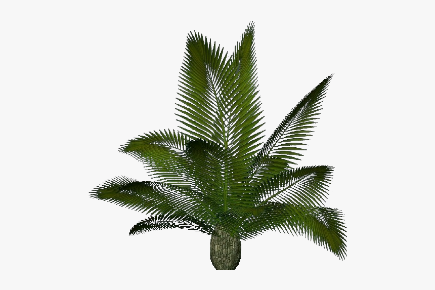 3d Flowers - Cycas Revoluta - Acca Software - Cycas Png, Transparent Png, Free Download