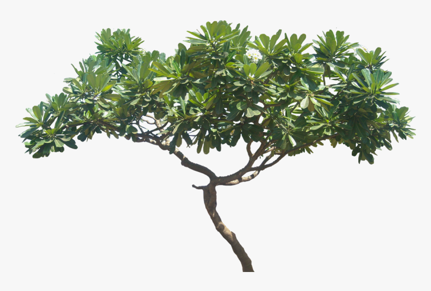 Plants Transparent Background - Plumeria Alba Tree Png, Png Download, Free Download