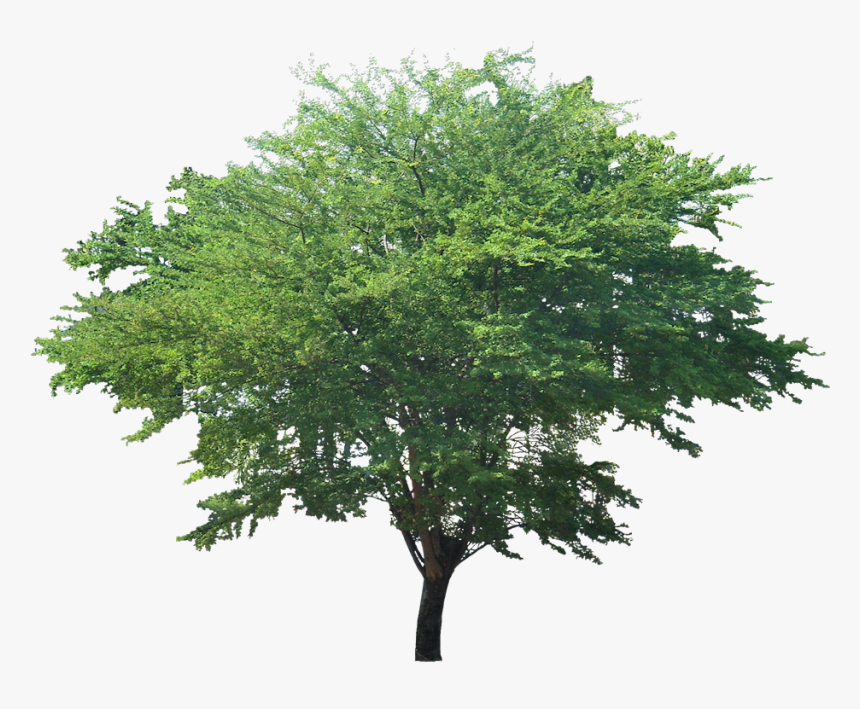 Plant Images, Plant Pictures, Tree Cut Out, Landscape - Pithecellobium Dulce Png, Transparent Png, Free Download