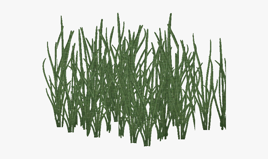 Watergrass Png, Transparent Png, Free Download