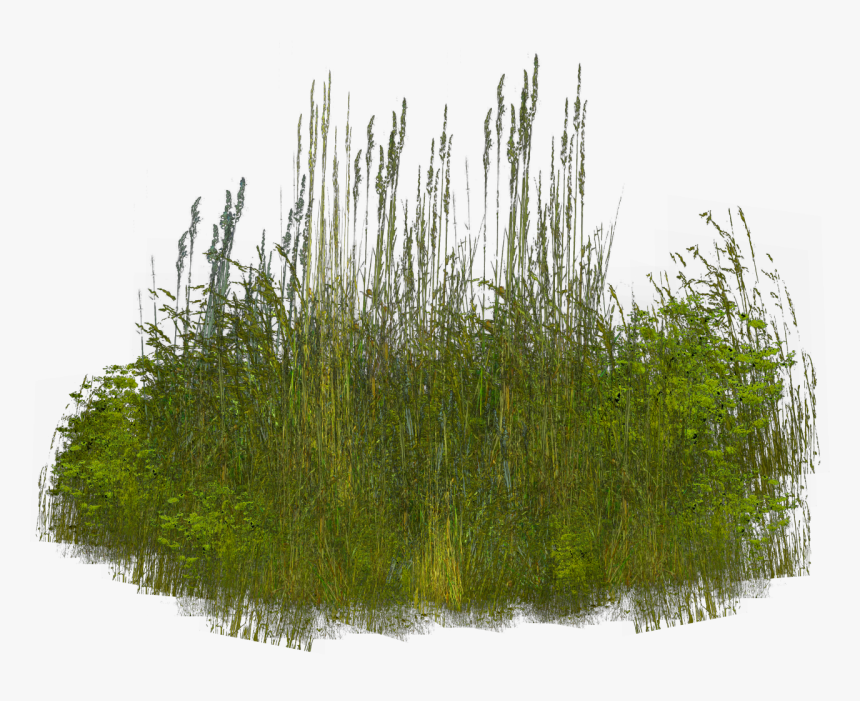 Grass Clip Art - Shrubs Reeds Png, Transparent Png, Free Download