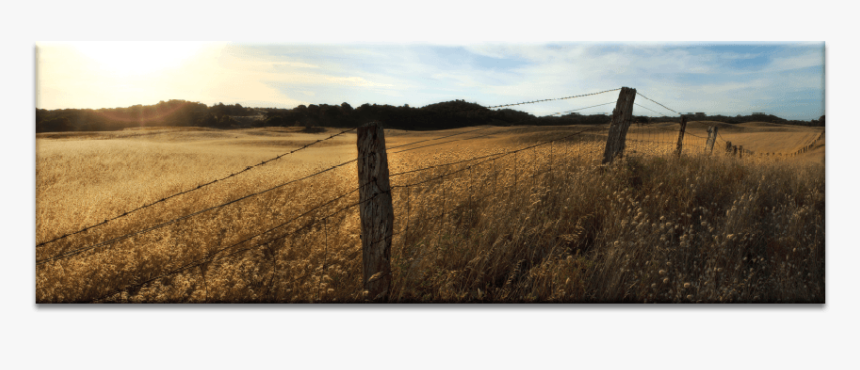 Golden Grass - Grass, HD Png Download, Free Download