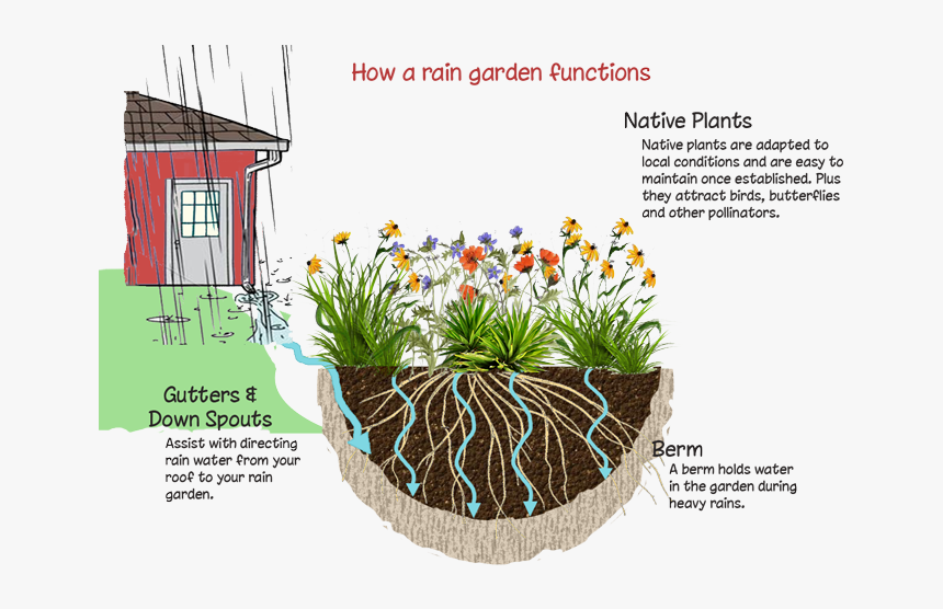 Rain Garden, HD Png Download, Free Download