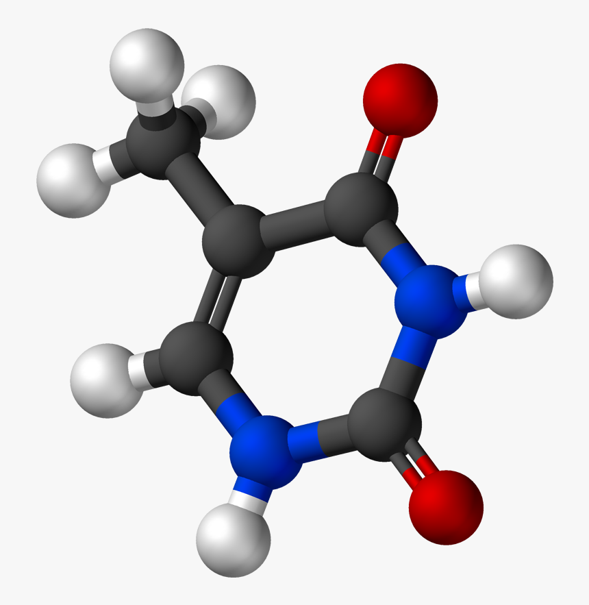 Thymine 3d Balls - Adenine Png, Transparent Png, Free Download