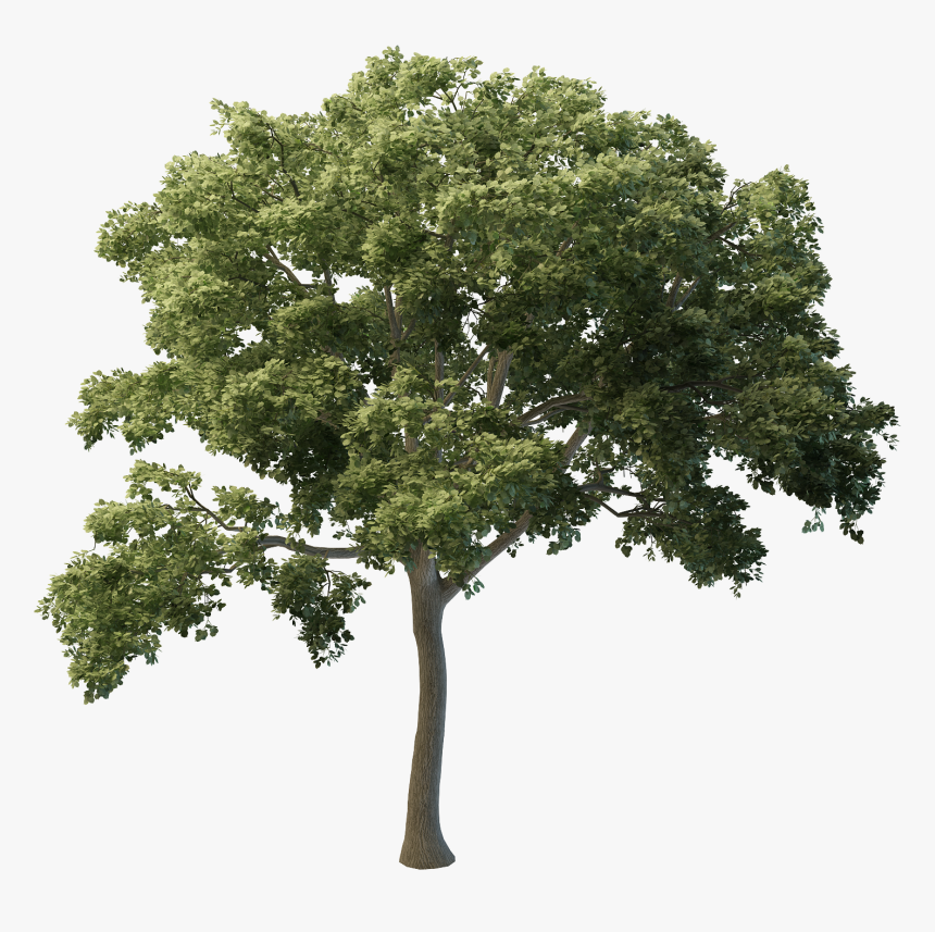 Img Definition, 3d Trees - Trees In Elevation For Photoshop, HD Png Download, Free Download