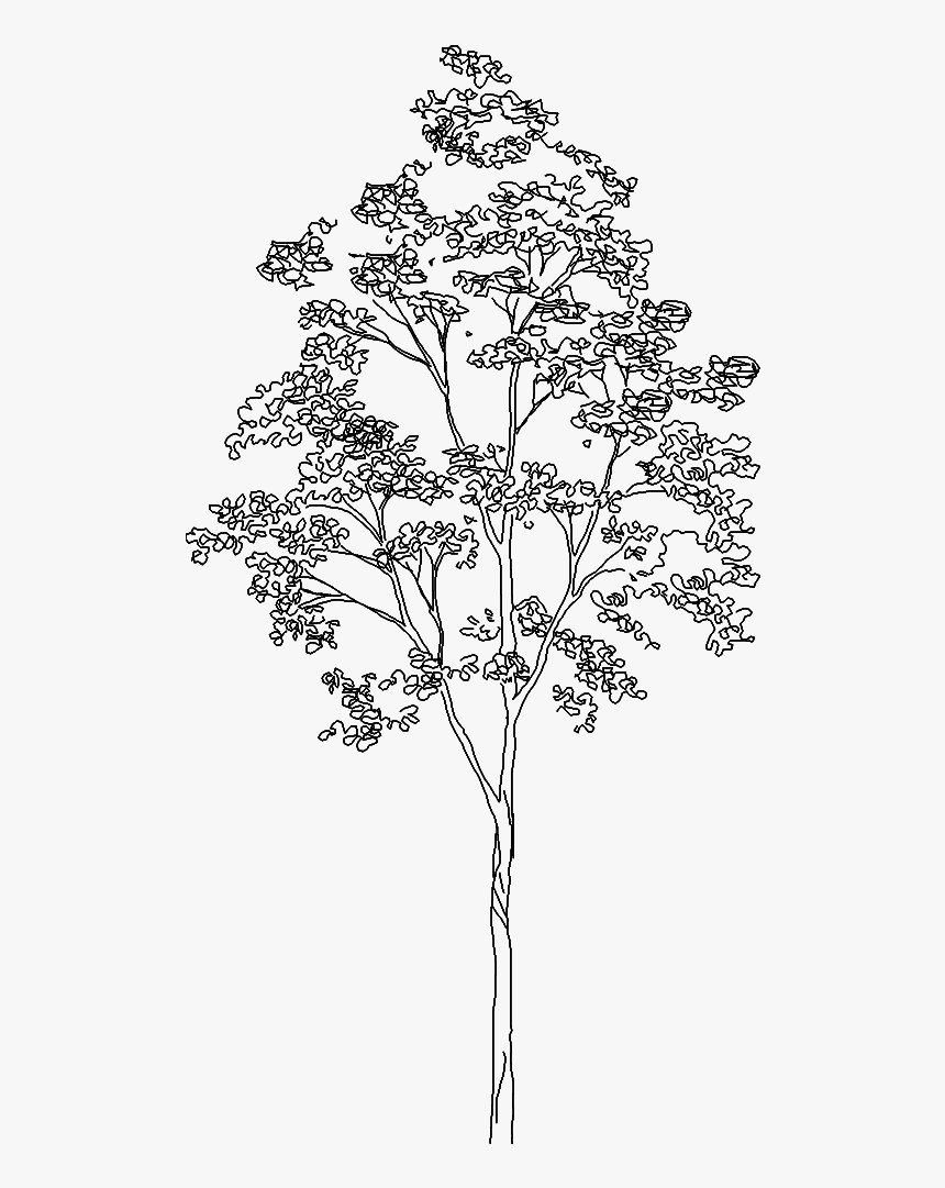 Tree 1543d View"
 Class="mw 100 Mh 100 Pol Align Vertical - Silver Birch Tree Elevation, HD Png Download, Free Download