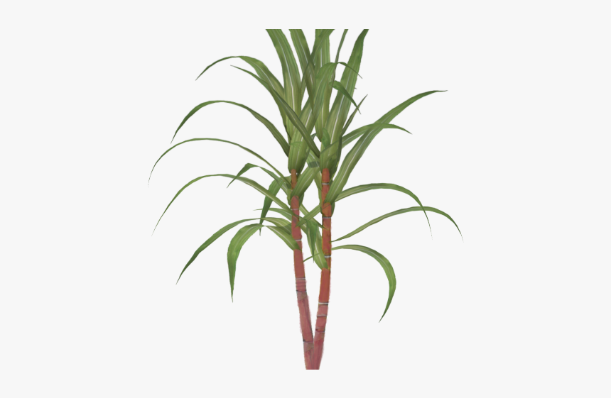 Trees Clipart Sugarcane - Vector Sugar Cane Png, Transparent Png, Free Download