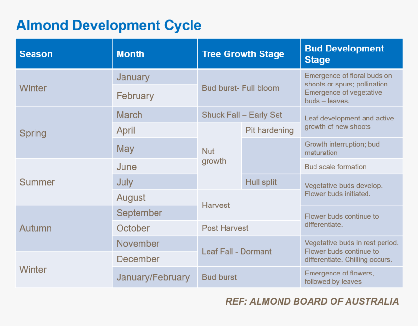 Almond Tree Cycle California, HD Png Download, Free Download