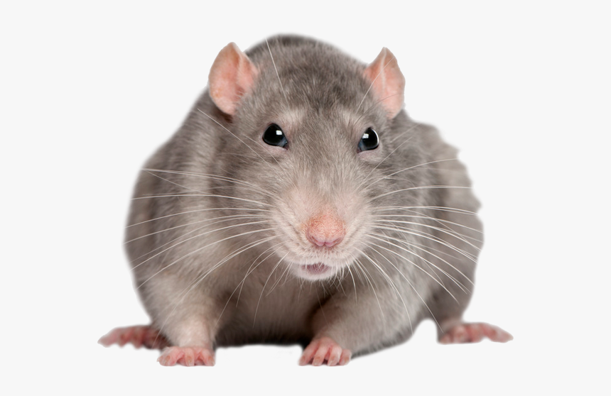 Mouse Rat Png - Rato Png, Transparent Png, Free Download