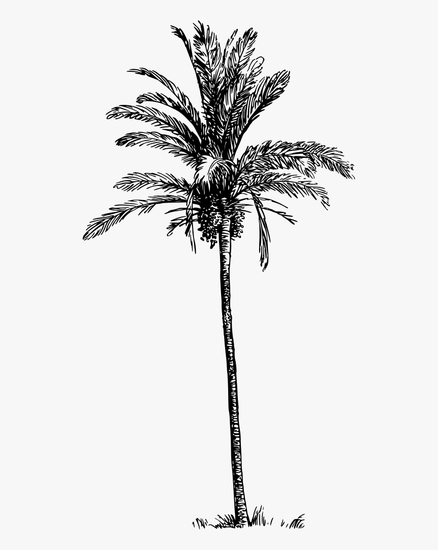 Date Palm - Palm Tree Png Drawing, Transparent Png, Free Download