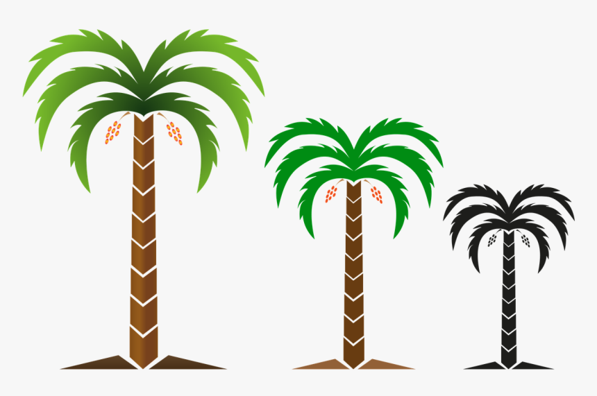Tree, Nature, Png Image, Logo, Free Illustrations,free - Attalea Speciosa, Transparent Png, Free Download