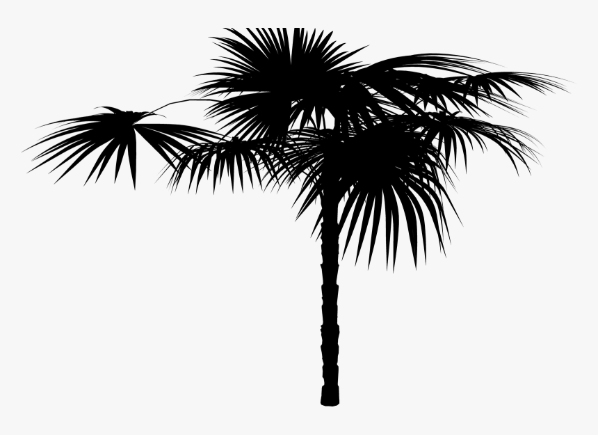 Asian Palmyra Palm Date Palm Palm Trees Silhouette - Attalea Speciosa, HD Png Download, Free Download
