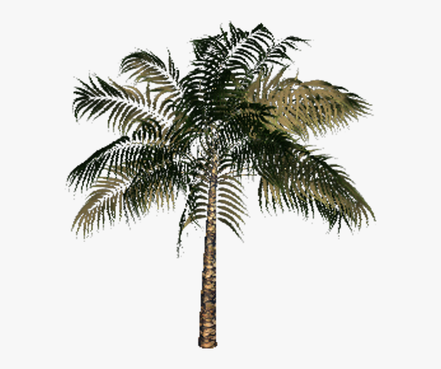 Palm Tree, HD Png Download, Free Download