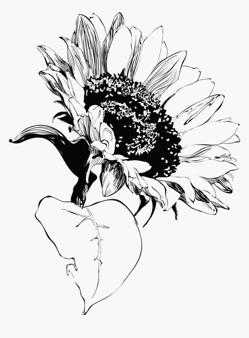 Transparent Sunflower Clipart Black And White - Sunflower, HD Png Download, Free Download