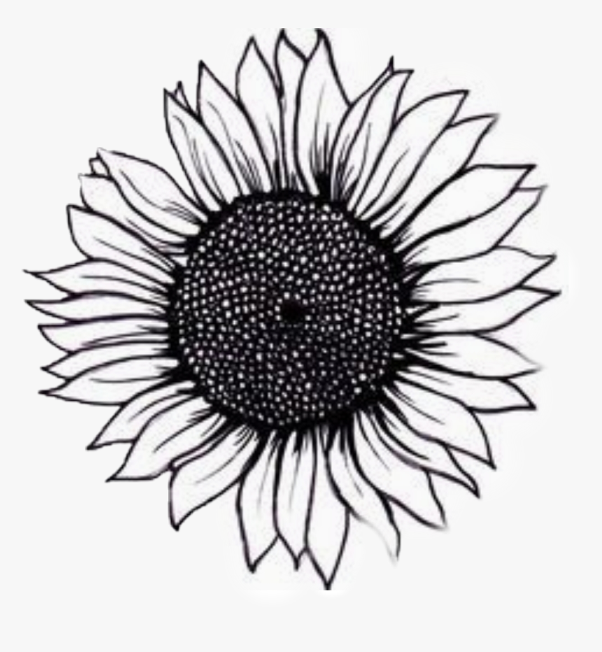 #sunflower - Sunflower Drawing Black And White, HD Png Download, Free Download