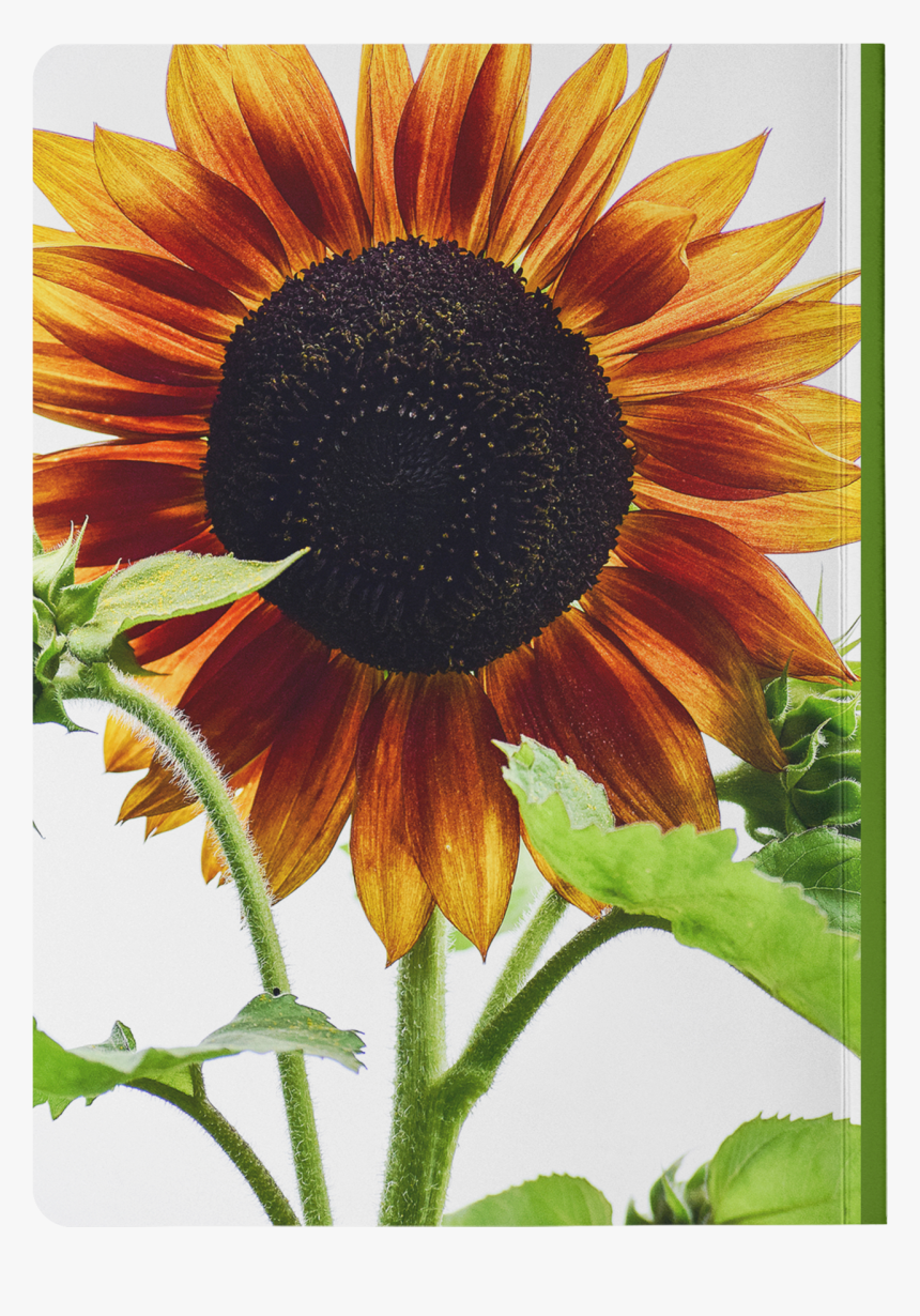 Sunflower, HD Png Download, Free Download