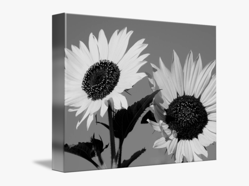 Oxeye Daisy, HD Png Download, Free Download