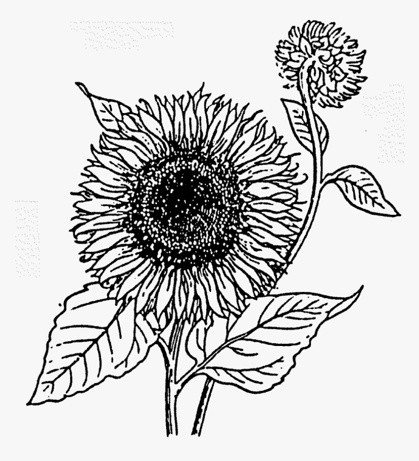 Sunflower Coloring Page, HD Png Download, Free Download