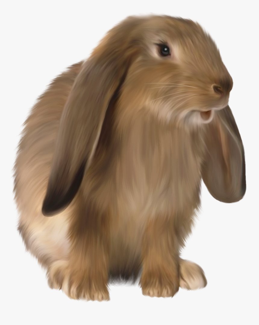 Rabbit Png Images, Transparent Png, Free Download