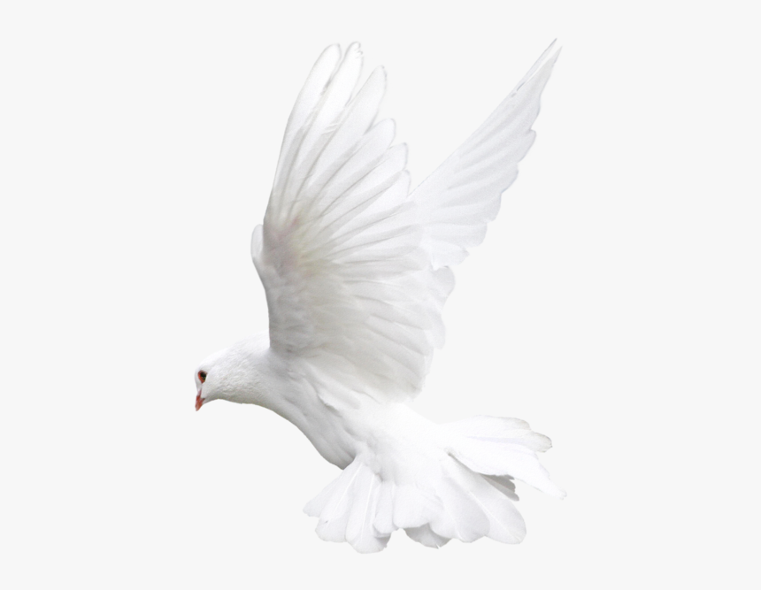 Pigeon White Background Flying Transparent - White Dove Png Transparent, Png Download, Free Download