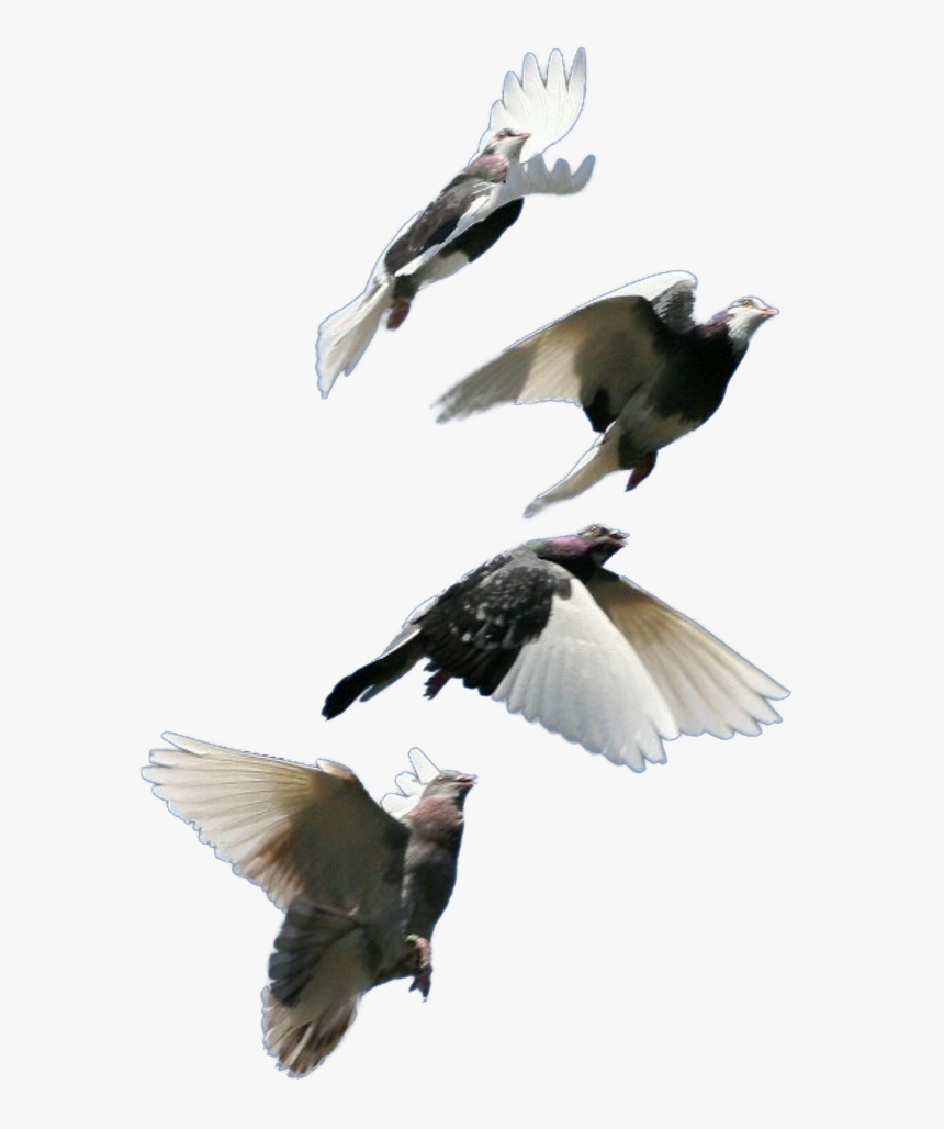 #pigeon #bird #fly #goodmorning - Pigeon Flock, HD Png Download, Free Download