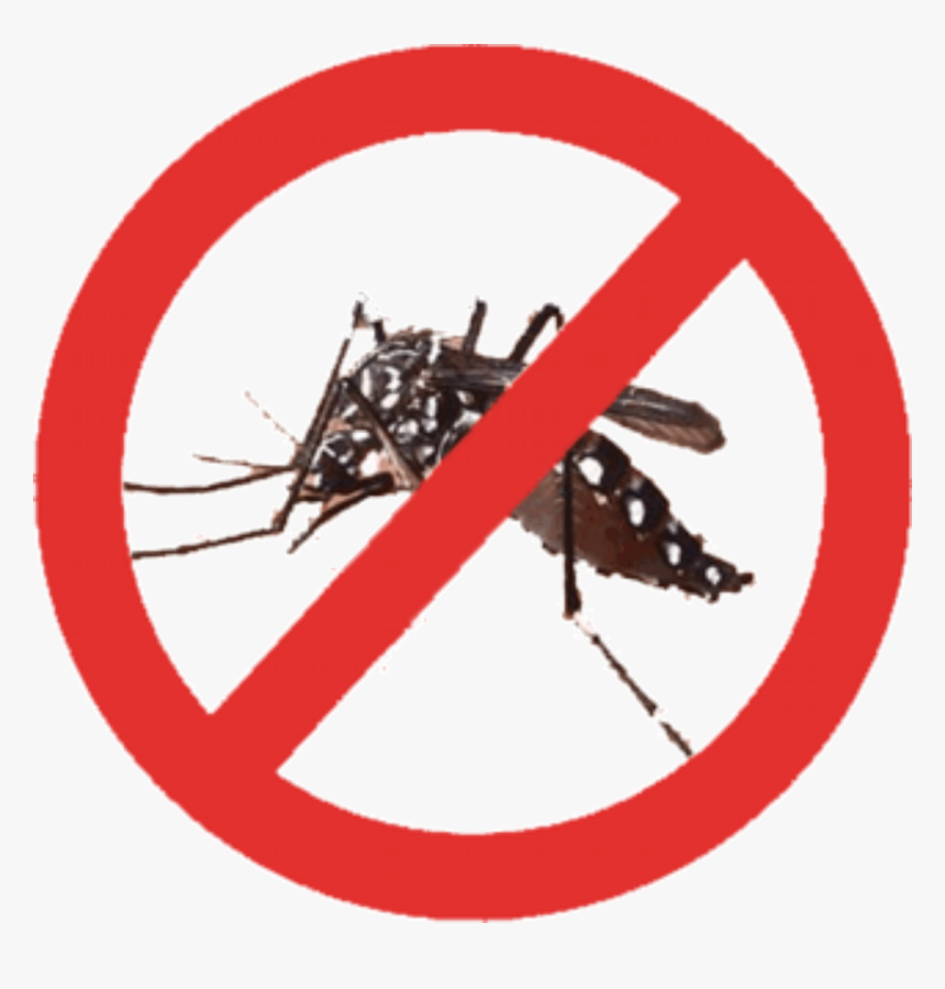 Thumb Image - Dengue Fever Causing Mosquito, HD Png Download, Free Download