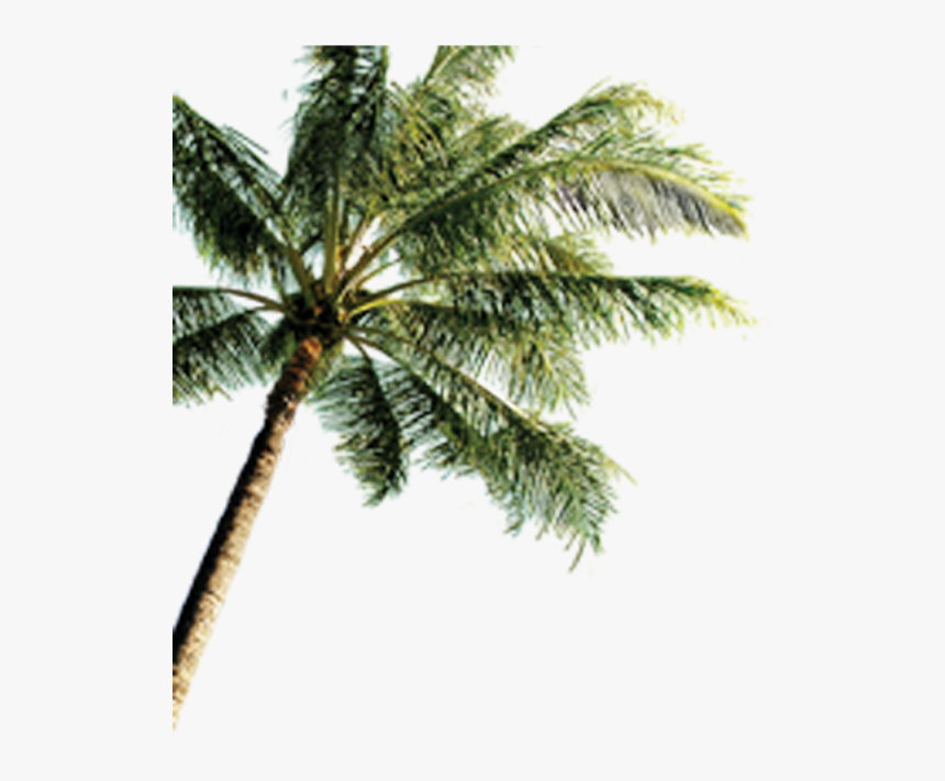 Island With Coconut Trees Png , Png Download - Hd Wallpaper Love Beach, Transparent Png, Free Download