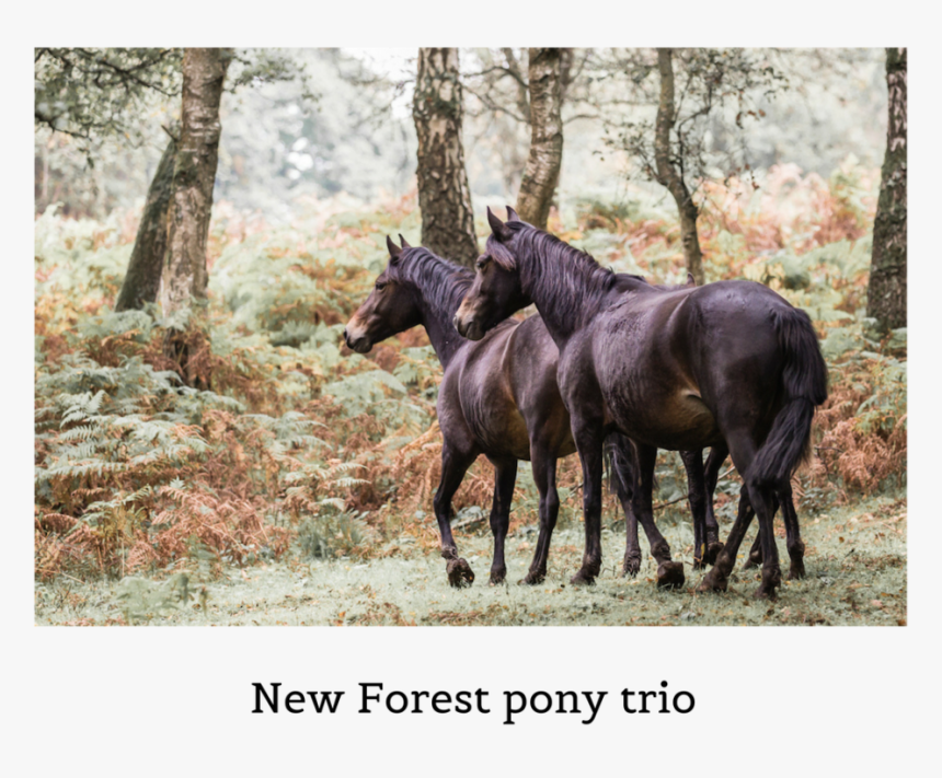 New Forest Ponies Trio, HD Png Download, Free Download