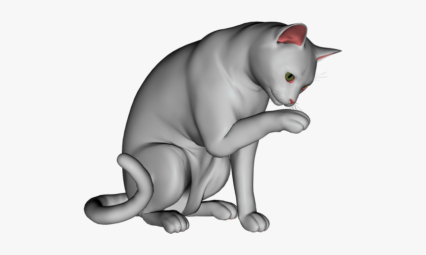 British Shorthair, HD Png Download, Free Download