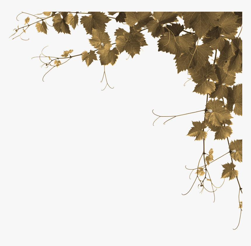 Grape Leaves Png - Vine Leaves Png, Transparent Png, Free Download