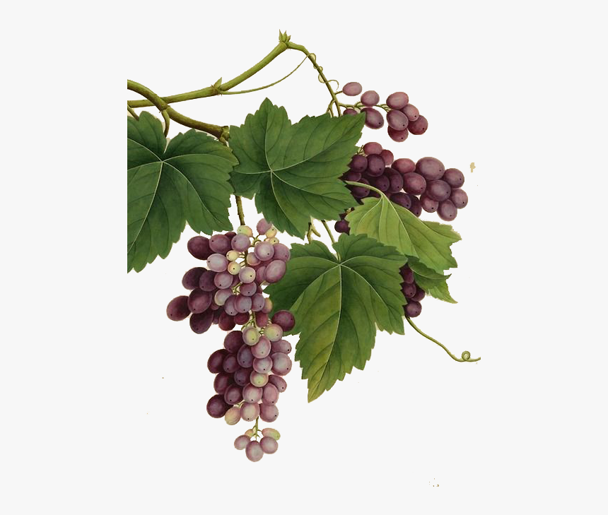 Vintage Illustration Of Grapes, HD Png Download, Free Download