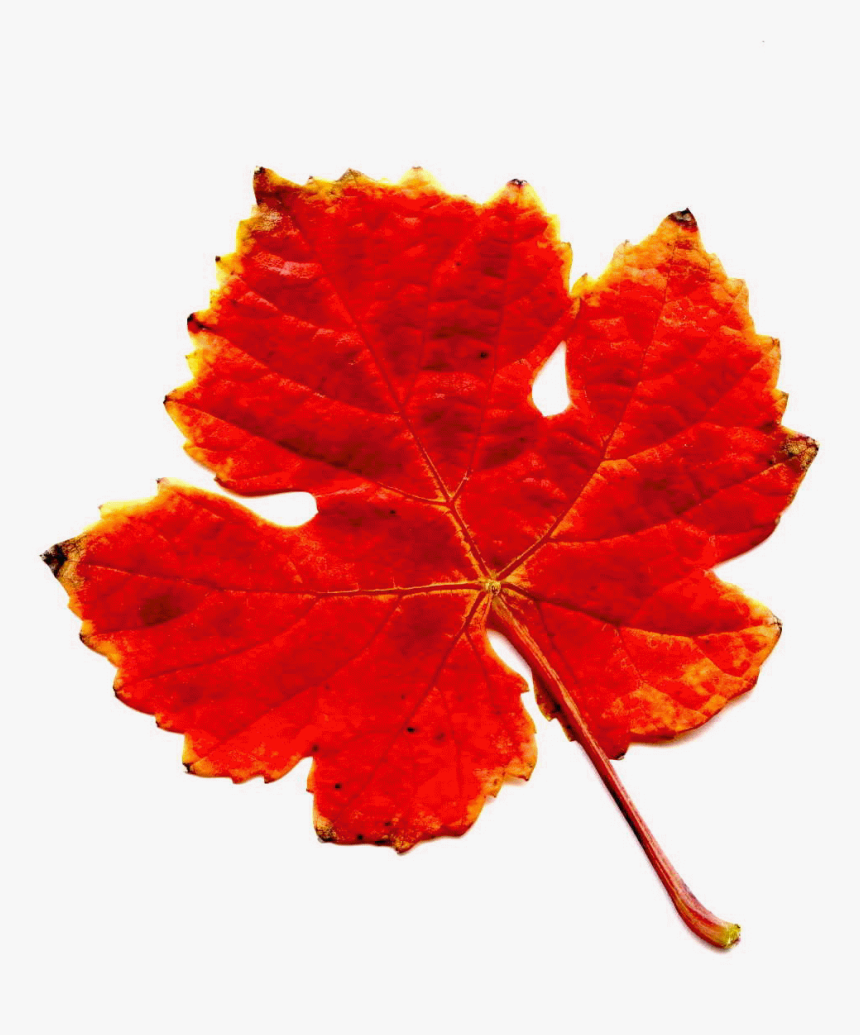 Red Wine Leaf Gif Red Wine Leaf - Red Leaf Grape Vines, HD Png Download, Free Download