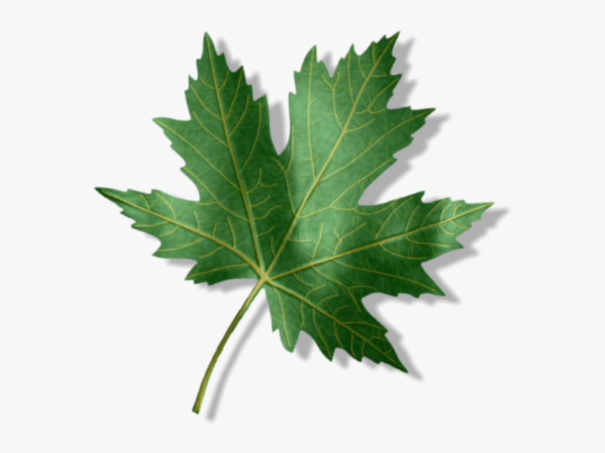 Entry1 Zpsaxgpb44y - Maple Leaf, HD Png Download, Free Download