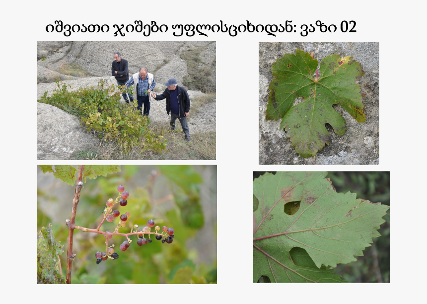 Georgian Grape Varieties - Vitis, HD Png Download, Free Download