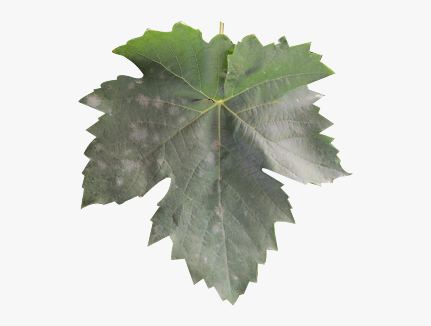 Powdery Mildew - Maple Leaf, HD Png Download, Free Download