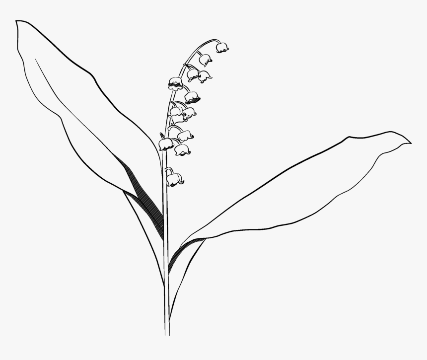 Lily Of The Valley - Lily Of The Valley Drawing Transparent, HD Png Download, Free Download