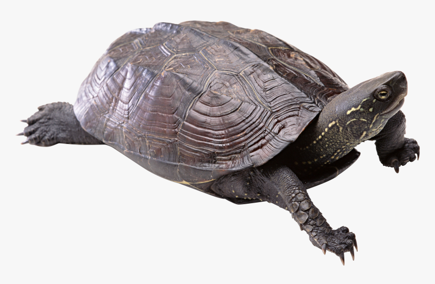 Now You Can Download Turtle Icon - Transparent Background Turtle Png, Png Download, Free Download