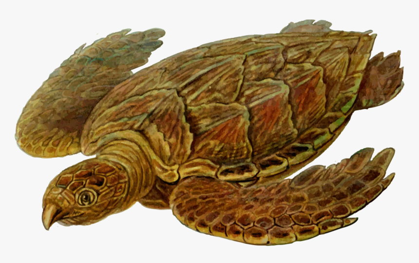 Turtle,reptile,tortoise - Hawksbill Turtle Clipart, HD Png Download, Free Download